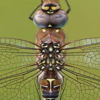 Migrant Hawker 6 